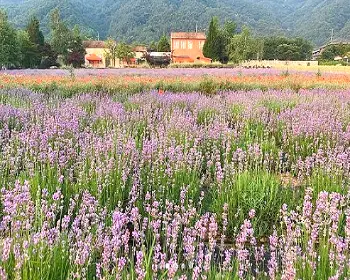 고성 라벤더 축제_23