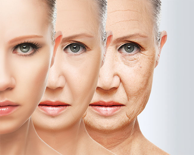 노화 촉진, 노화, 어른