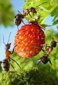새빨간-오디에서-단맛을-빨기위해-세마리의-개미가-붙어서-협업을-하고있는-모습