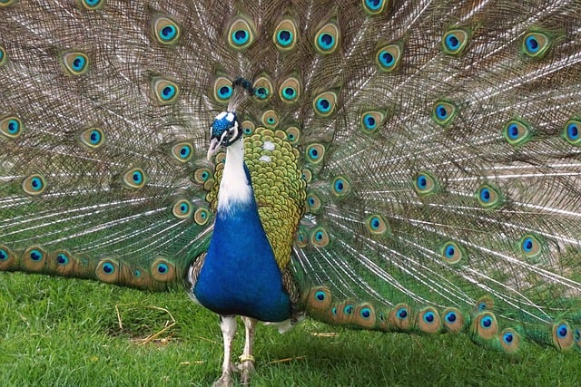 들깨 파종시기 바로 보기 1