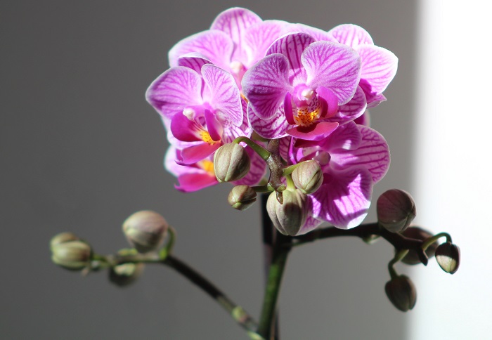 호접란-Phalaenopsis