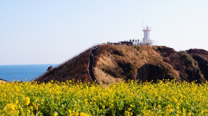 제주도 용눈이오름