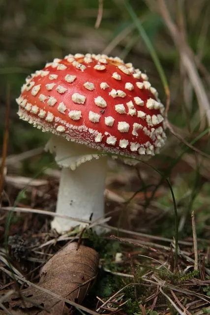 관종 뜻과 상황별 해석 모음집_4