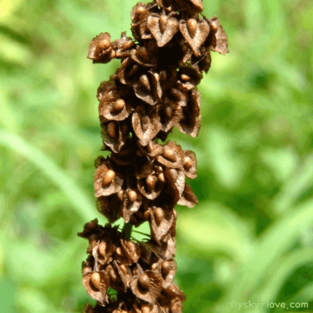 소리쟁이 먹는 방법