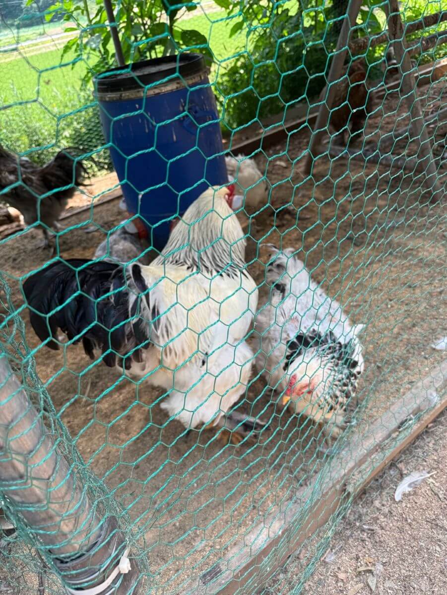 용인 딜라의정원 정원 안쪽 닭 구경 공간