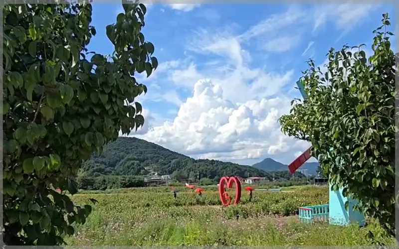 원주 용수골 가을꽃축제_16