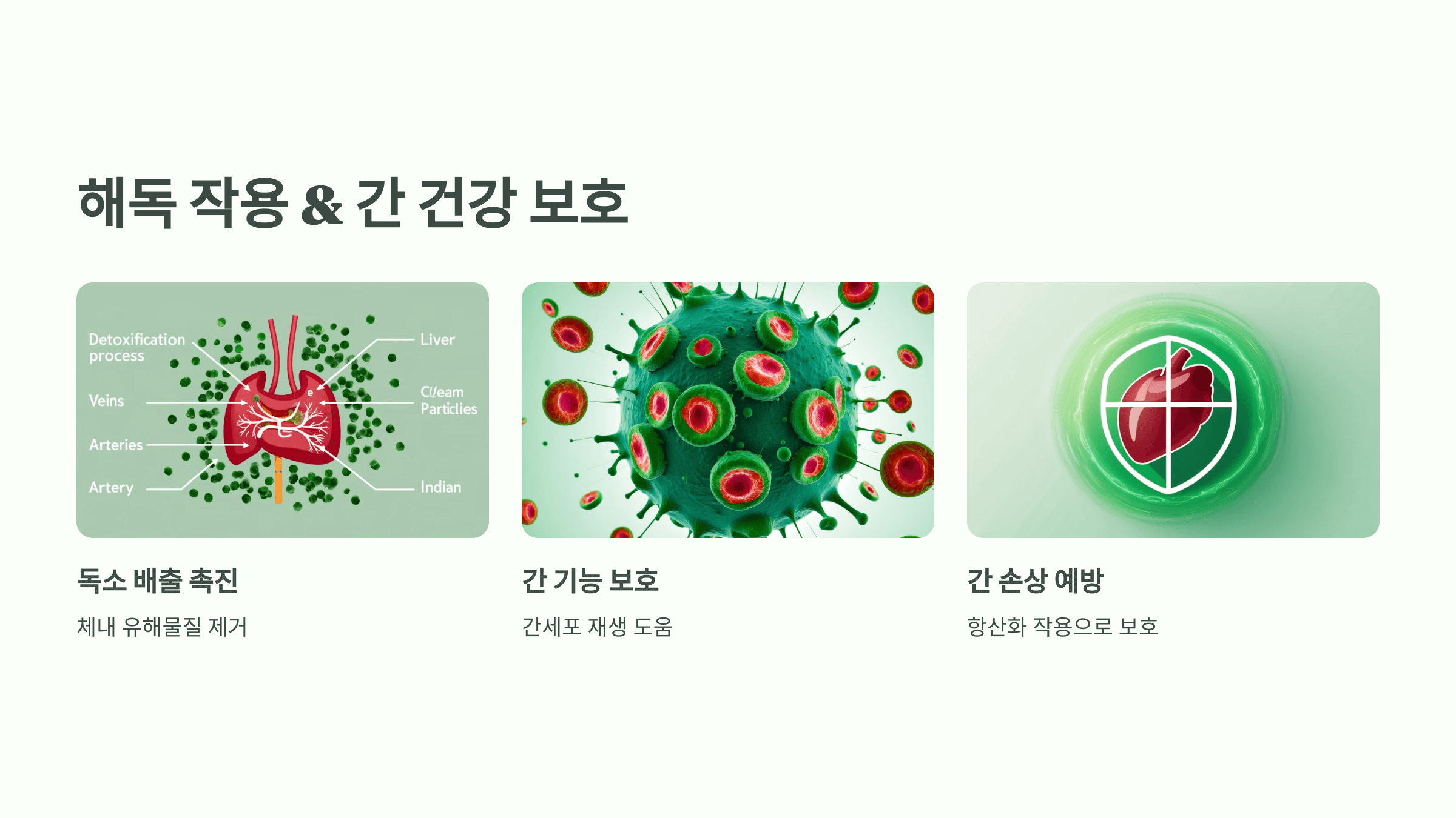 쑥 사진입니다.