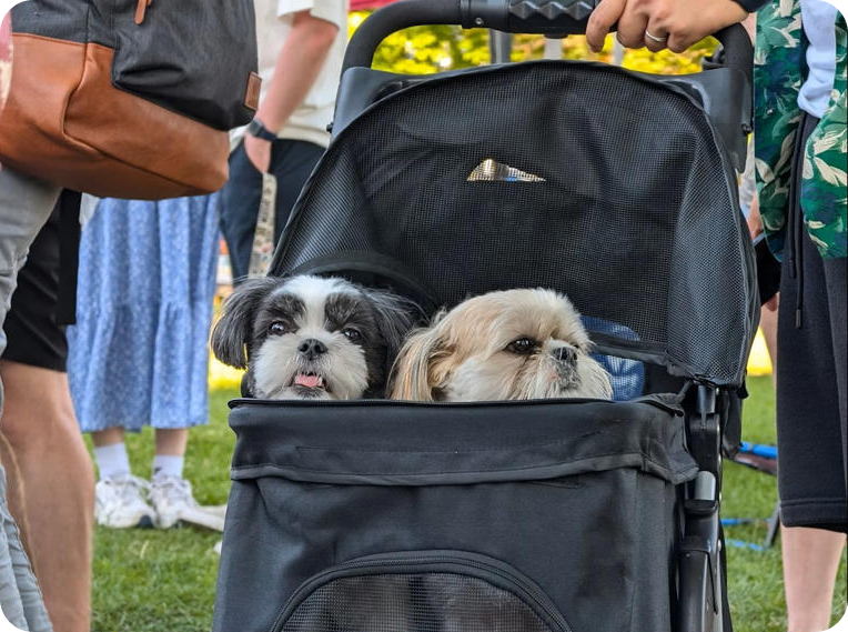 반려견 600만 원 수술비 앞에서 떠오른 '유기'와 '안락사' [사진=오마이뉴스]