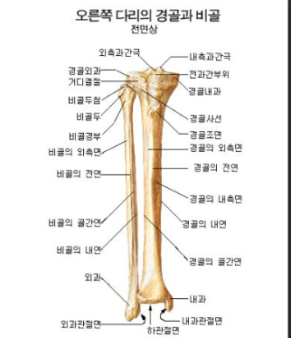 경골과 비골