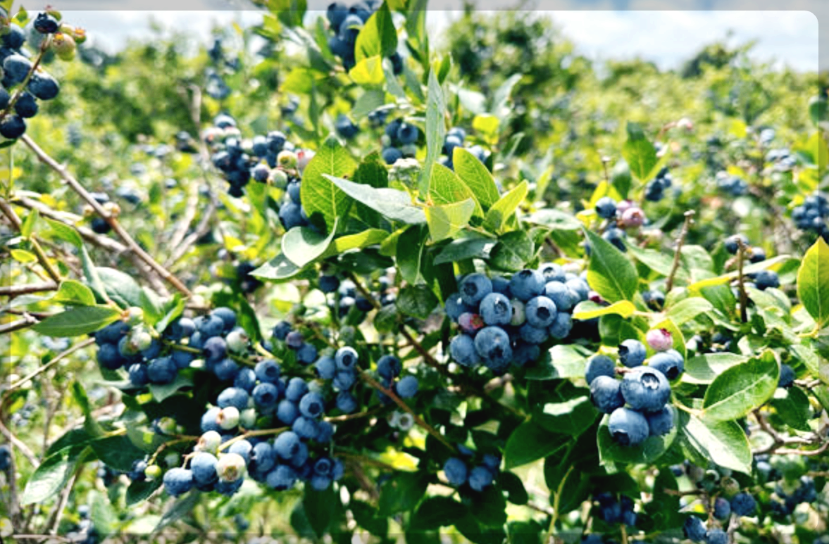 노화 방지 식품, 아보카도