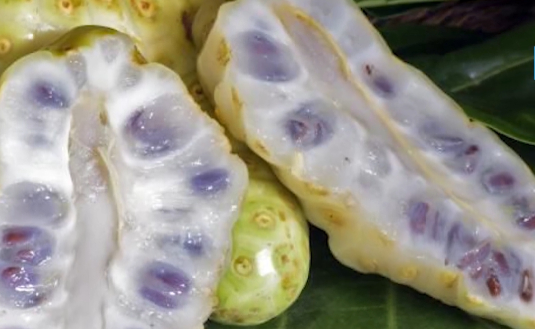 노니 효능 부작용