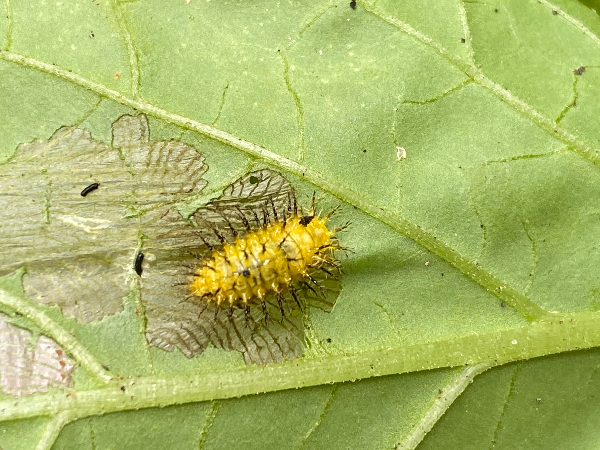 큰이십팔점박이무당벌레 유충