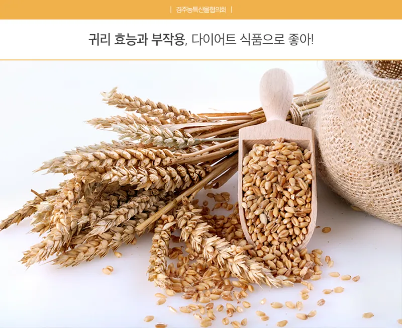 귀리 효능과 부작용 귀리 오트밀 차이점 안내_5