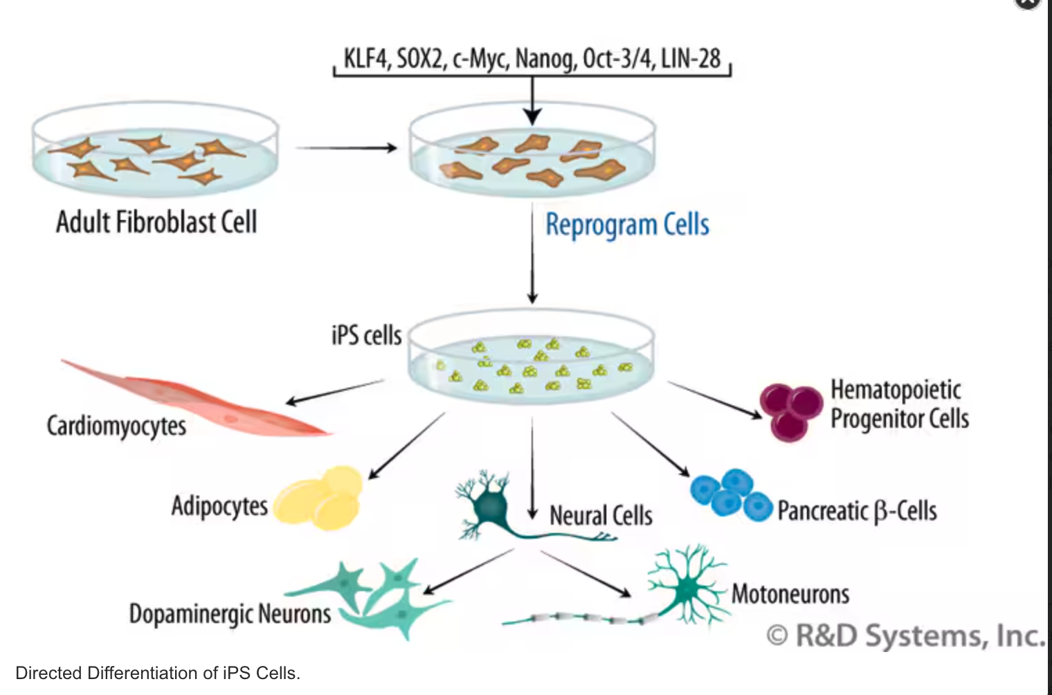 iPS cell and application