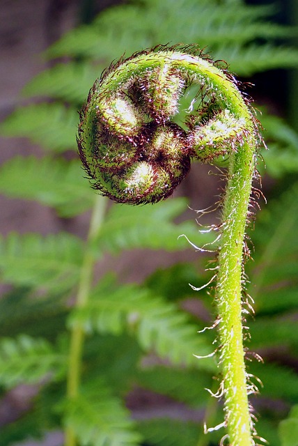 New Zealand Fern
