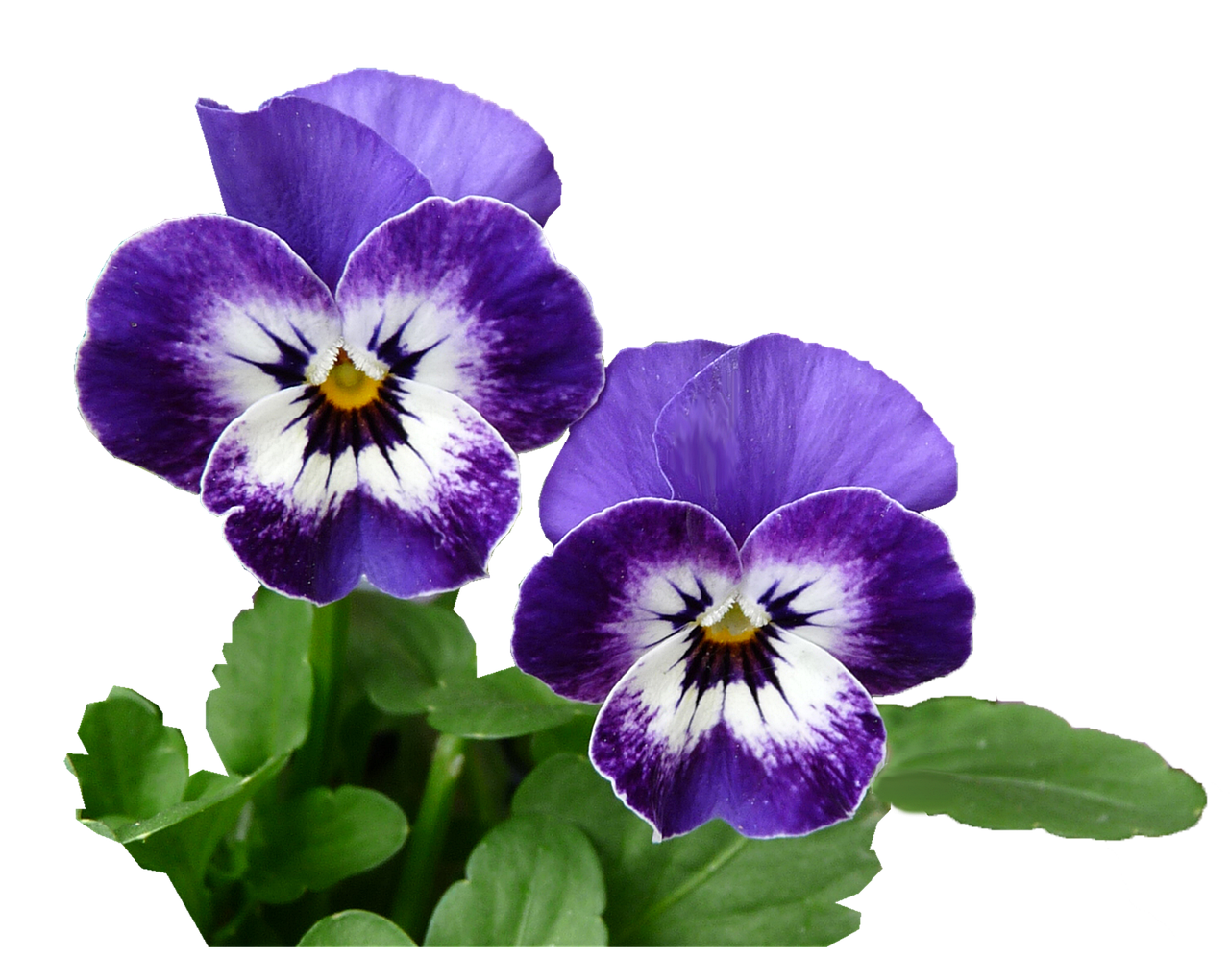 팬지 관련 사진