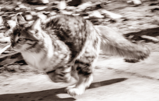 반려동물이 환경 변화를 이해하지 못할 때 발생하는 감각 혼란 단계: 후각·청각·시각·기류 반응 기반 분석