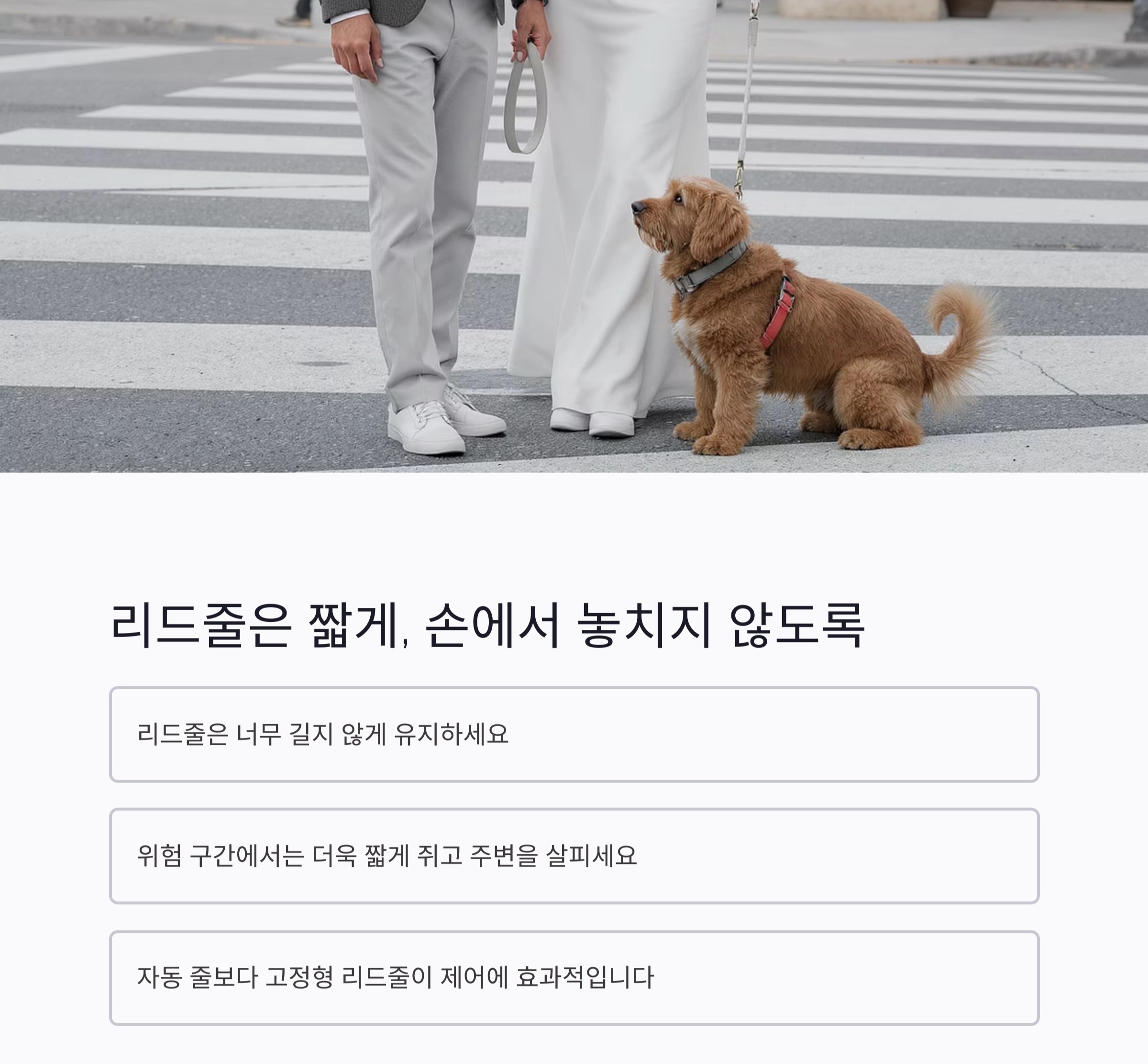 강아지 산책 시 꼭 알아야 할 필수 주의사항 7가지