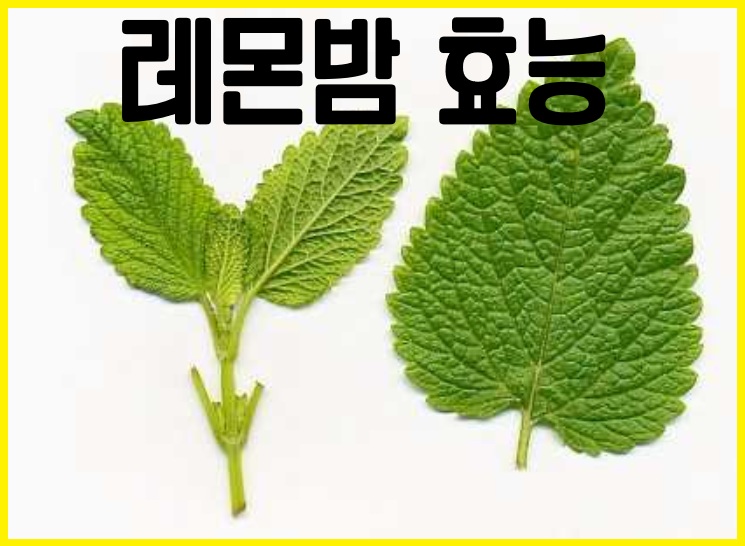 레몬밤 효능