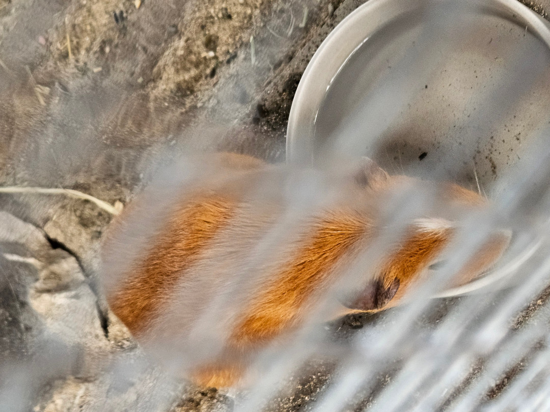 신라호텔 사육장