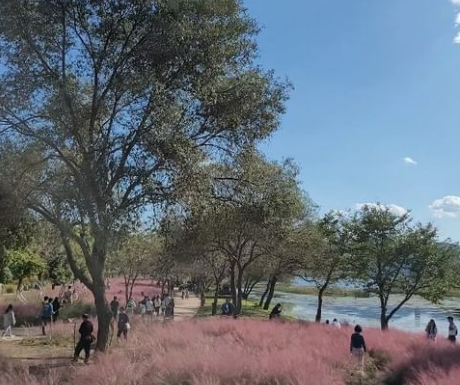 자라섬 꽃 축제 전경