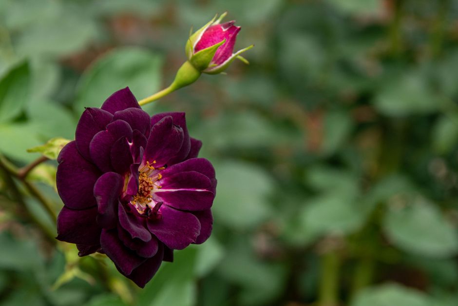 Vibrant dark purple rose with budding bloom against a lush green background.
