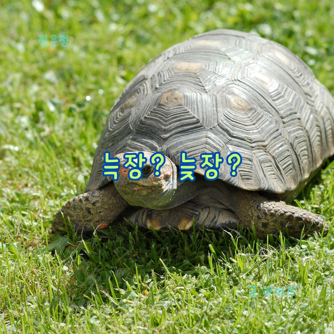 늑장&#44; 늦장&#44; 복수표준어&#44; 소고기&#44; 쇠고기