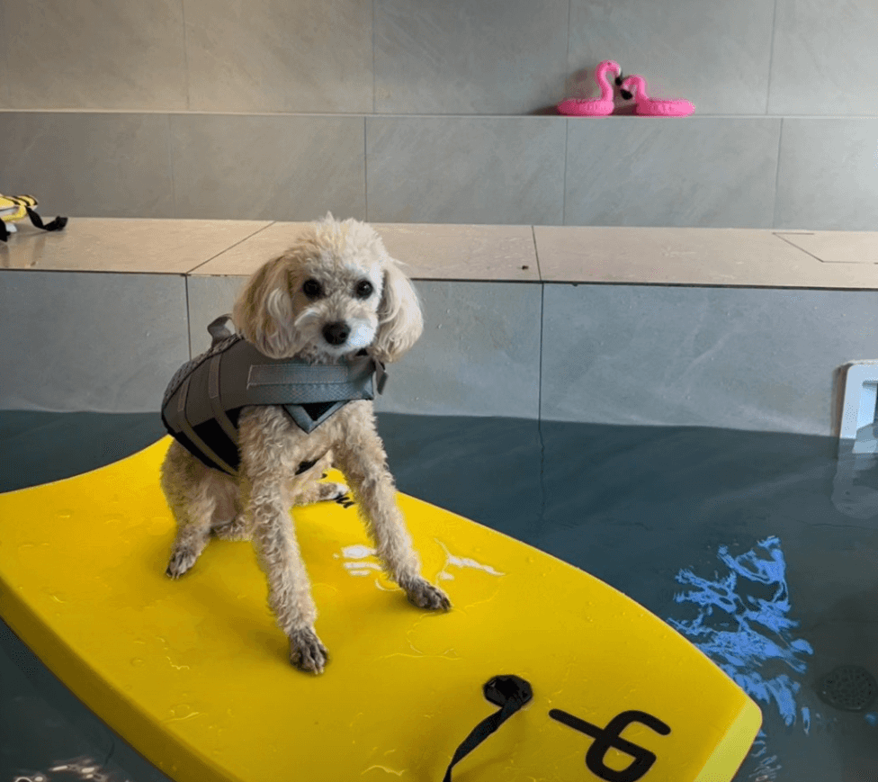 실내 수영장에서 운동중인 사진