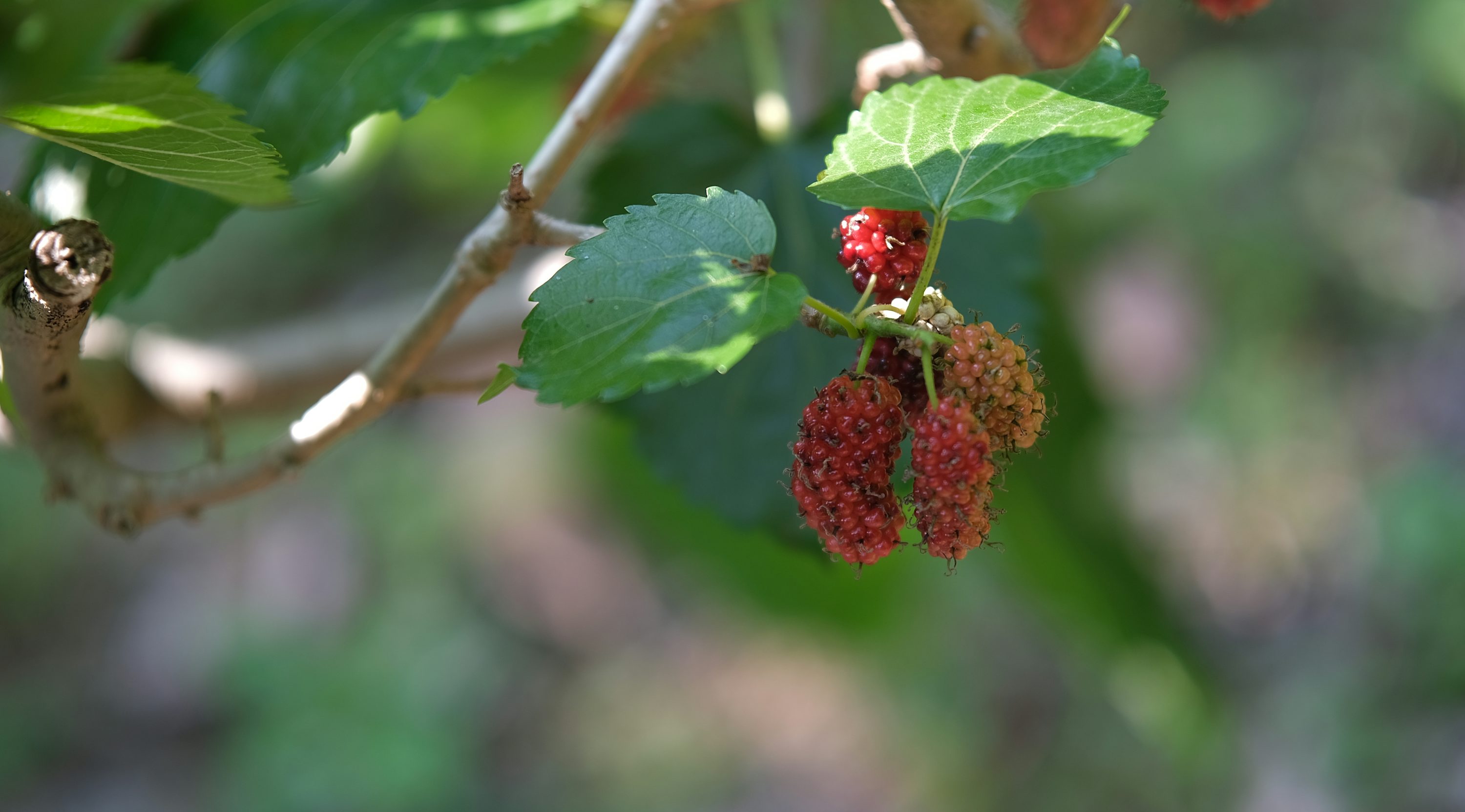 오디 효소 효능