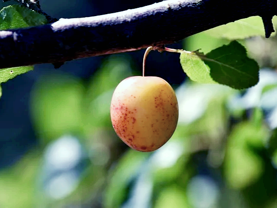 노폐물 배출에 도움을 주는 매실