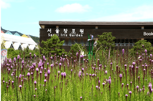 서울창포원의 붓꽃 개화 전경