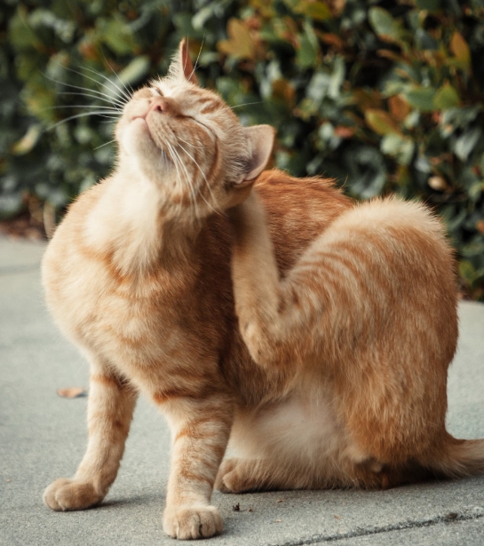고양이 공격성 줄이는 훈련법과 행동 교정 가이드