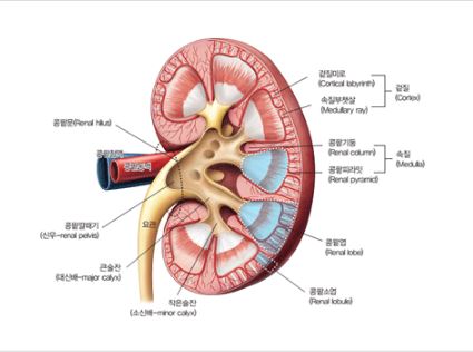 신장이 안좋으면 나타나는 증상