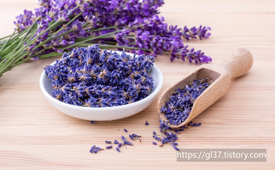 봄을 집으로 초대하는 법 – 인테리어에 생기를 불어넣을 식물 7가지!