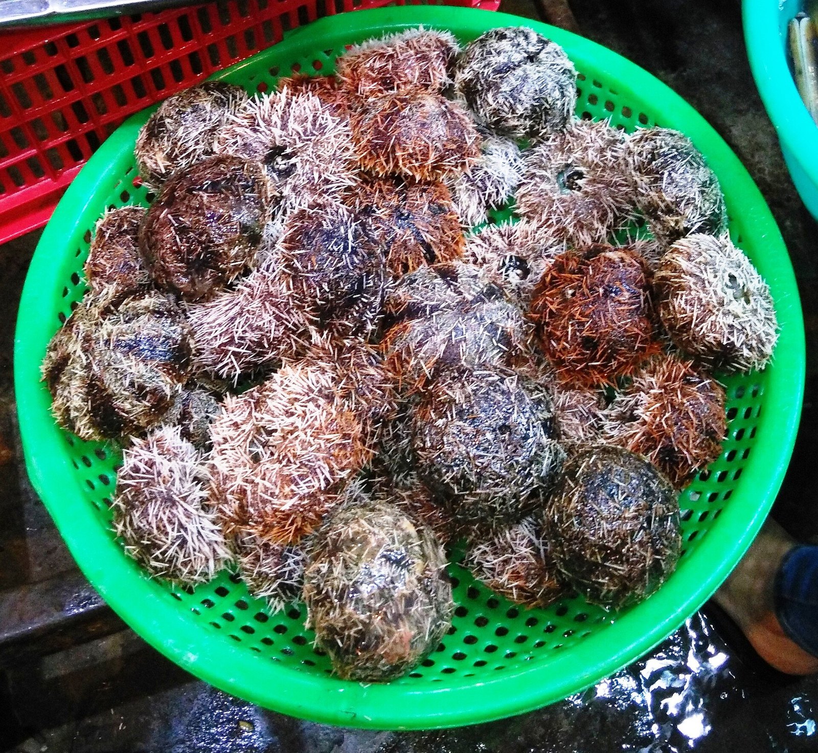 나트랑 해산물 성게