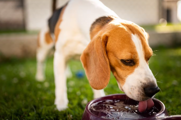 개의 콩팥병 조기발견 팁.