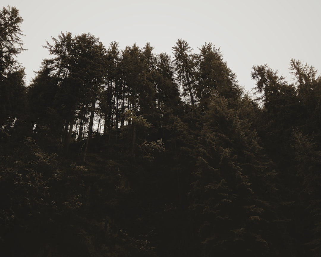 Reissuance