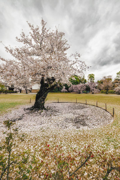 2025 진해 군항제 완벽 가이드