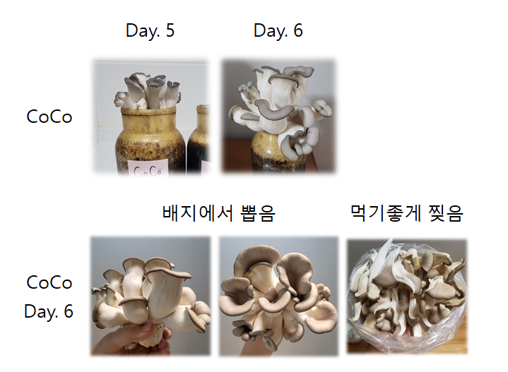 느타리버섯재배