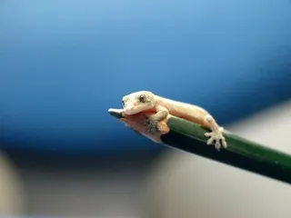 초등학생 생일선물