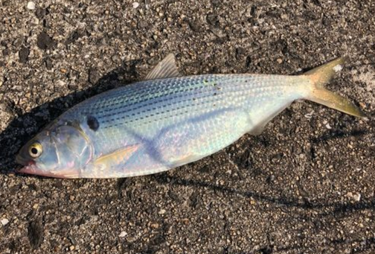 2025년 9월 제철 수산물 추천 ❘ 전어, 새우, 꽃게 가격 & 먹는 법