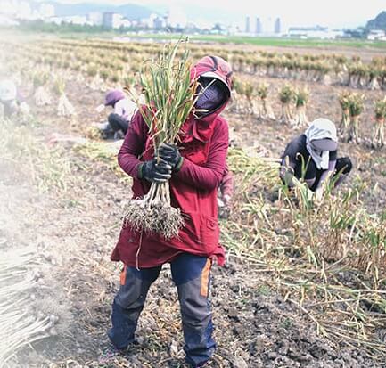 오늘N 2508회 가족이 뭐길래 경북 의성 토종마늘 농가 한톨 (의성한지형마늘, 깐마늘, 마늘쫑, 의성사과 주문방법)