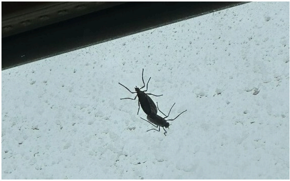 러브버그 정체는? 출몰 시기와 퇴치법 총정리