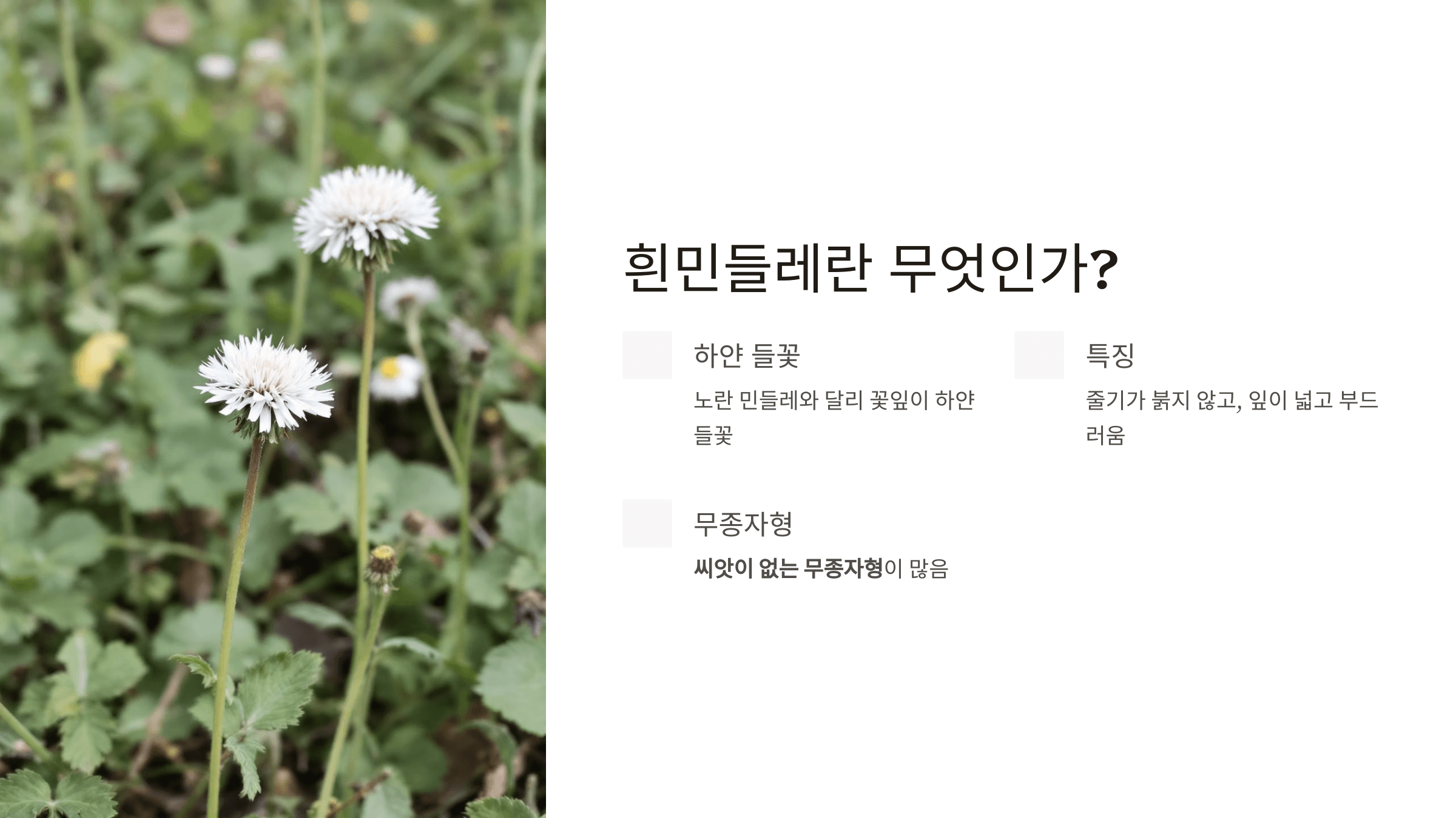 흰민들레 사진입니다.