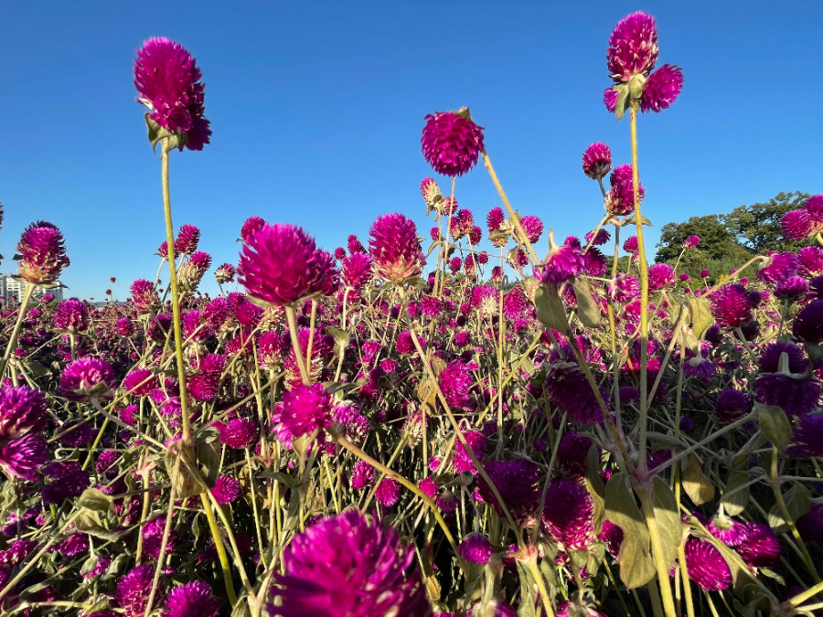 양주 나리농원 꽃 축제