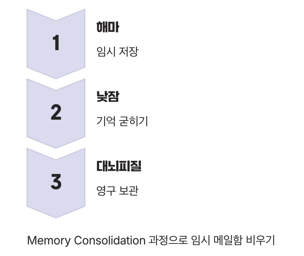 낮잠, 뇌의 '저장' 버튼을 누르다