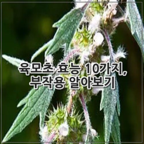 육모초 효능 10가지, 부작용 알아보기