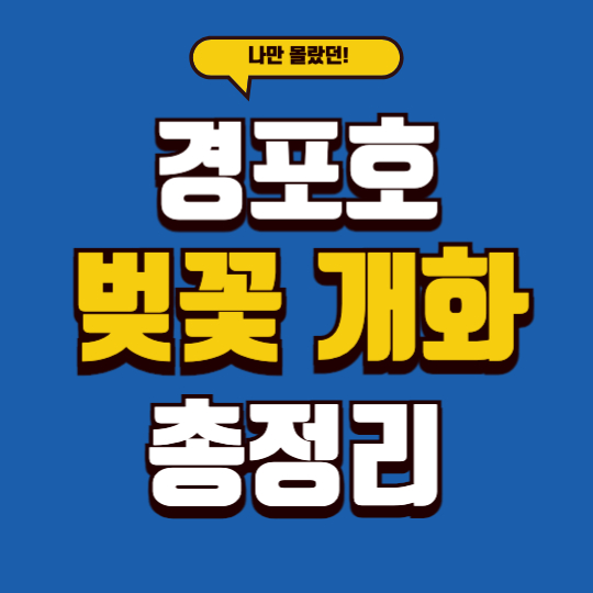 경포호 벚꽃 개화 총정리