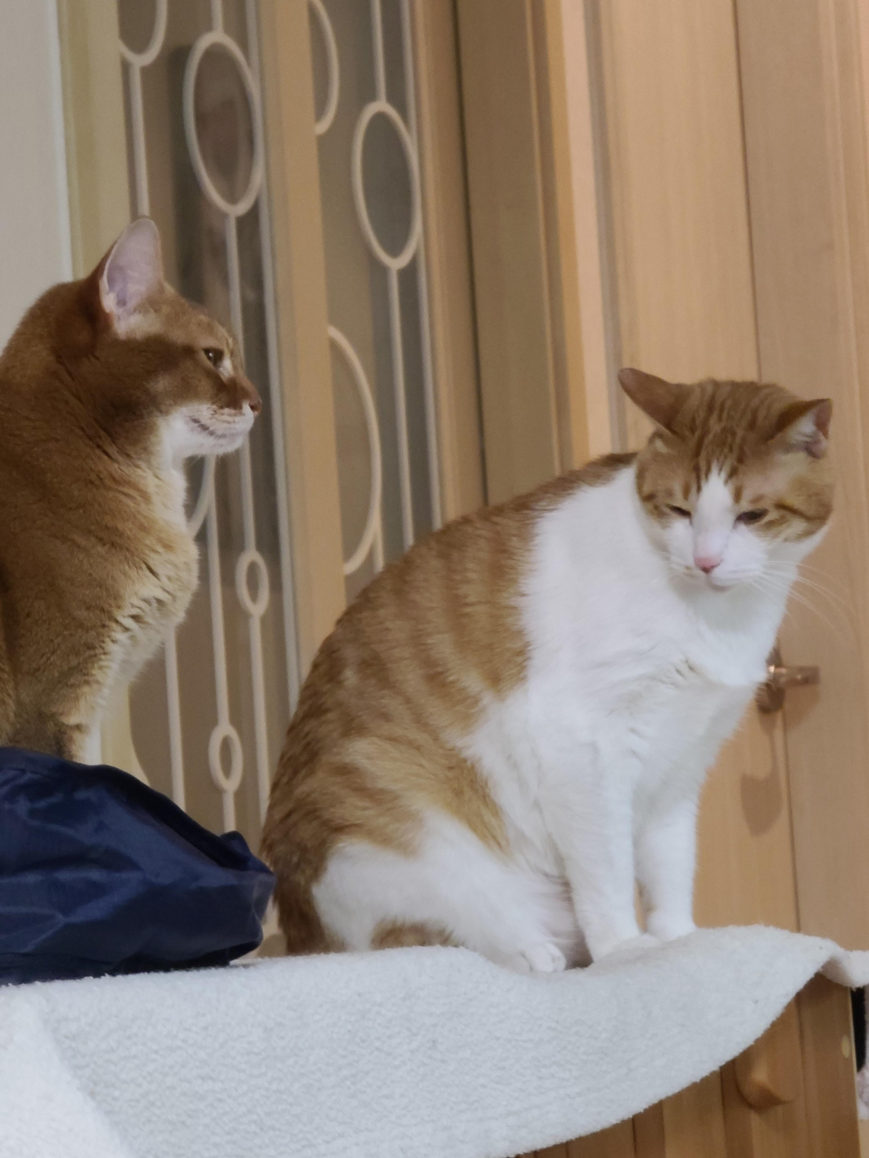 안쓰러워서 못봐주겠네진짜. 눈치보는 고양이.