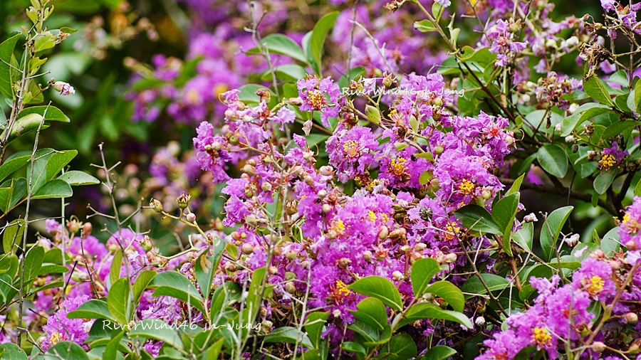 배롱나무꽃,백일홍나무꽃, Lagerstroemia indica